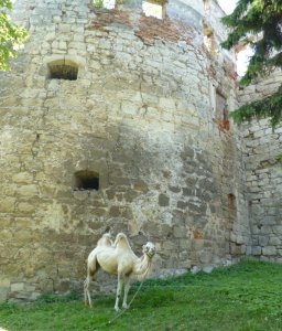 Верблюд під замком